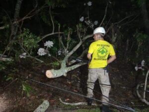 Paso entre los municipios de Berlín y Alegría, departamento de Usulután quedó obstaculizado, debido a árbol que calló sobre carretera