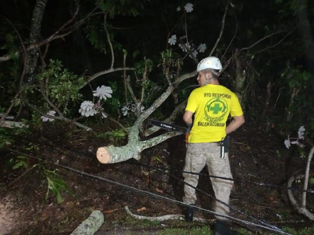 Paso entre los municipios de Berlín y Alegría, departamento de Usulután quedó obstaculizado, debido a árbol que calló sobre carretera
