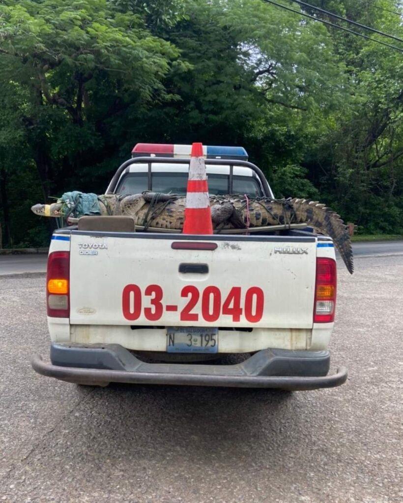Cocodrilo de gran tamaño fue rescatado por la división de Medio Ambiente de la Policía Nacional Civil, Santa Rosa de Lima, La Unión