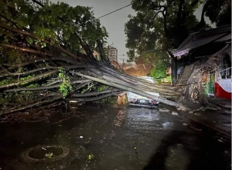 17 árboles caídos a causa de las lluvias, ayer, fueron desalojados por personal de la alcaldía de San Salvador