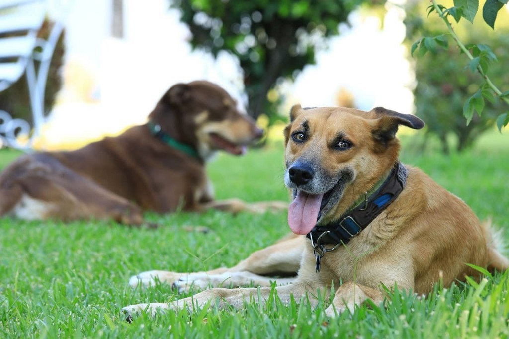 Instituto de Bienestar Animal más severo contra el maltrato