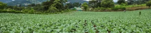 ¿Quienes aplican al Bono Agrícola?: productores de subsistencia