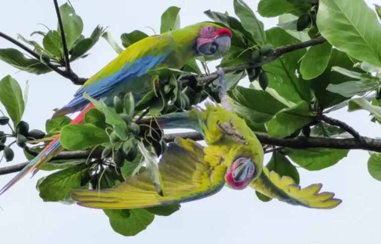 Hallazgos para la conservación de la Lapa verde en Costa Rica
