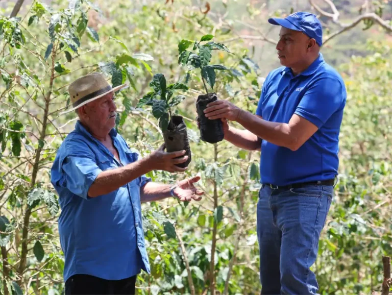 Las altas temperaturas, la variación en los patrones de lluvia y la proliferación de plagas han reducido significativamente la productividad de los cultivos afectando no solo la calidad del grano si no también los ingresos económicos.