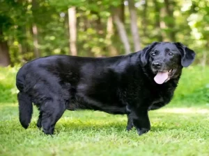 Desde que fue establecido en el 2004, el Día Mundial del Perro se ha convertido en una oportunidad para destacar los desafíos que enfrentan estas mascotas, incluyendo el abandono y la malnutrición.