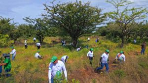 Voluntarios de AES reforestan área protegida playa Los Almendros