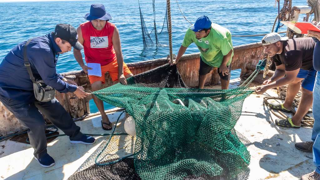 Del 2 de mayo al 15 de junio de 2025 veda nacional de camarón marino para proteger la especie y garantizar la economía de las zonas costeras