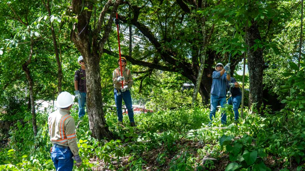 AES brindó capacitación especializada en arboricultura a técnicos eléctricos y jardineros del Distrito de Meanguera, Morazán Norte