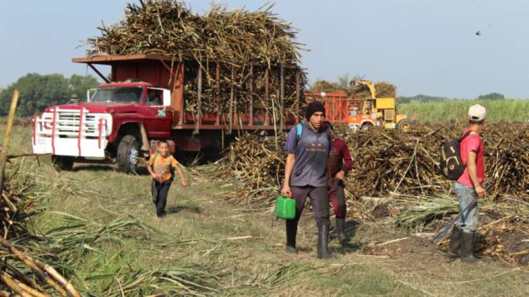 Los azucareros buscan educar y sensibilizar a trabajadores, productores de caña y comunidades para prevenir el trabajo infantil en la zafera