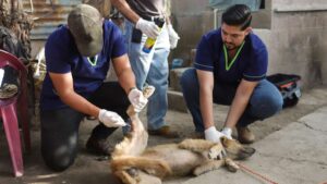 Más de 1,200 técnicos del Ministerio de Agricultura y Ganadería (MAG) y de Salud, aplican desparasitantes al ganado y mascotas.