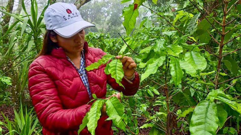 Por lluvias del 16 al 22 de junio, el Instituto Salvadoreño del Café, recomienda suspender temporalmente la primera nutrición del suelo.