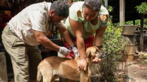Los técnicos del MAG aplican desparasitantes, curación en heridas y laceraciones, y hacen hincapié en la importancia de revisar a los animales