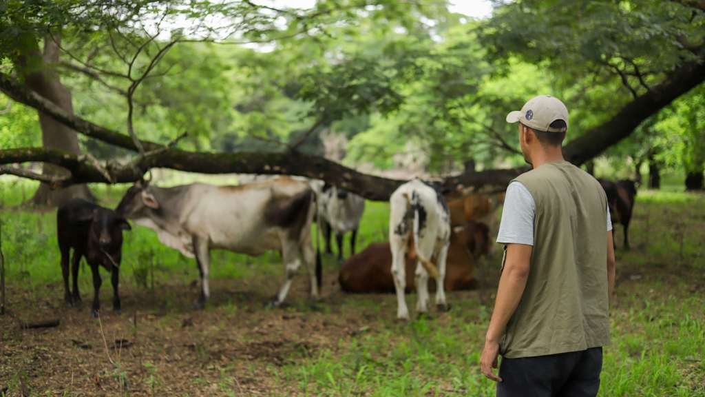 Las jornadas veterinarias para proteger la ganadería salvadioreña y a los animales de compañía, están llegando a todas las zonas del país.