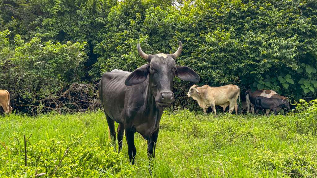 Los veterinarios del MAG trabajaron en San Matías, La Libertad, para prevenir el gusano barrenador del ganado ymanejo sanitario del bovino