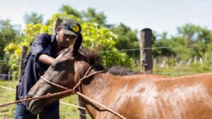 Los veterinarios se trasladaron a la isla Tasajera, en La Paz, para prevenir y controlar la propagación del gusano barrenador del ganado.