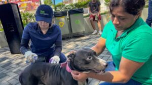 El MAG, mantiene prevención y control contra el Gusano Barrenador del Ganado que incluye perros, gatos y otros animales de sangre caliente.