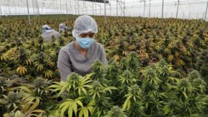 Un total de 361 inmigrantes indocumentados fueron detenidas en los últimos días en una granja de plantación de marihuana em California.