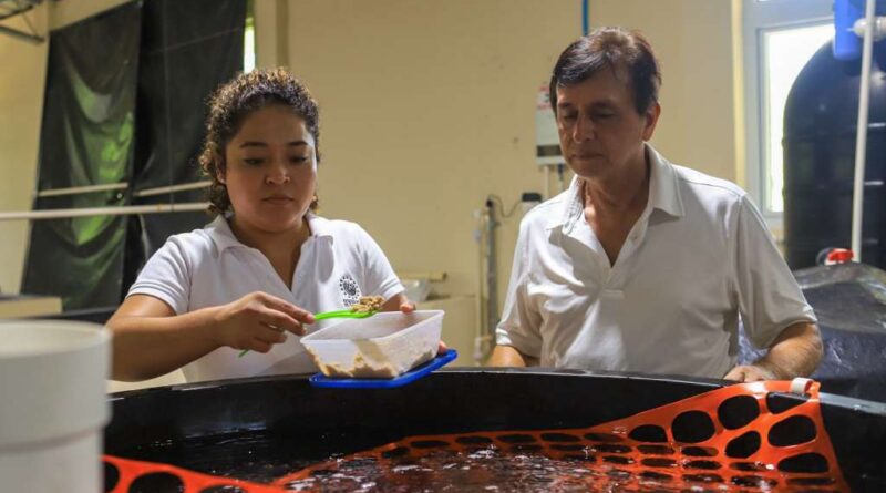 Tras quince años, el MAG a través de CENDEPESCA, reactiva la reproducción de camarón de agua dulce Macrobrachium rosenbergii en El Salvador.
