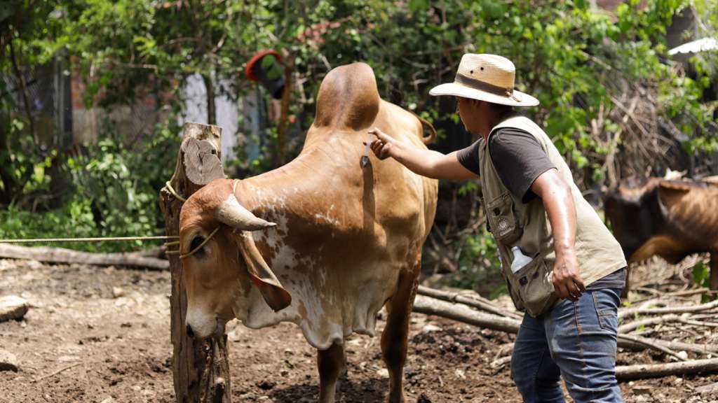 Ministerio de Agricultura y Ganadería, MAG, respaldada al sector ganadero en la prevención y control del gusano barrenador del ganado.