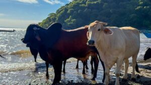 Ante la preocupación de los ganaderos veterinarios del MAG, visitaron la isla Conchaguita para verificar la presencia del gusano barrenador.