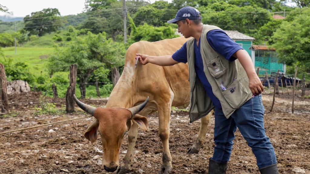 FDA de EEUU recomienda el uso de la vacuna doramectina para combatir el gusano barrenador, en existencia El Salvador, desde inicios de año.