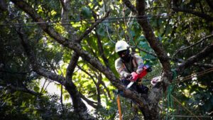 AES CLESA, una empresa de AES El Salvador, desarrolló una jornada de poda sustentable en vegetación fuera de estándar en Santa Ana.