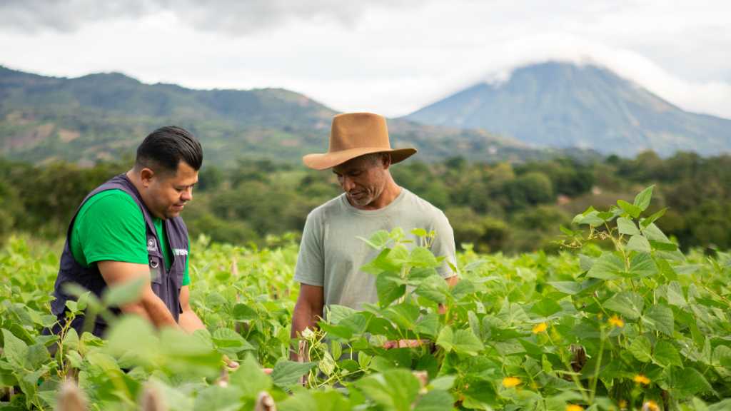 Programa Aumento a la Producción del MAG, gobierno del presidente Bukele, garantiza mejor cosecha de frijol y más ganancias al agricultor.