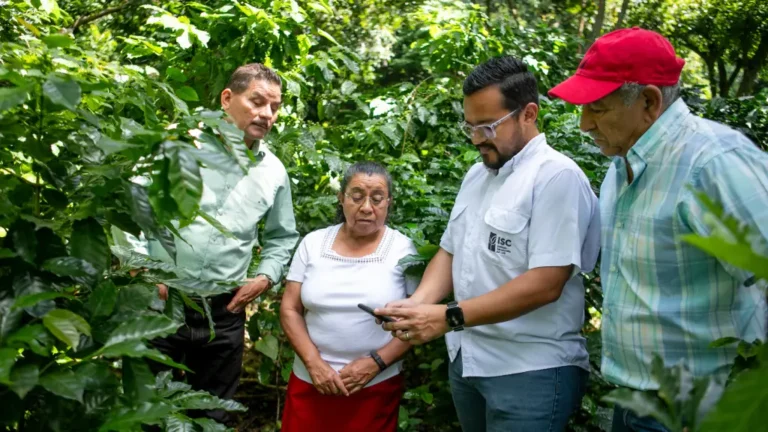 Ante las condiciones climáticas generadas por la tormenta tropical Cristina, e ISC llamó a los productores proteger las plantaciones de café.